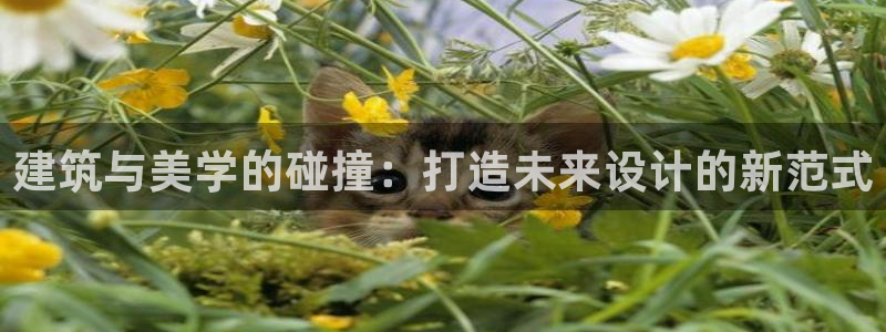 顺盈娱乐招商后原判官333OO